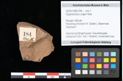 Foto (Objekt + Etikett) von Glyptostrobus ungeri Heer (NHMW-GEO-2024-0188-0184)
